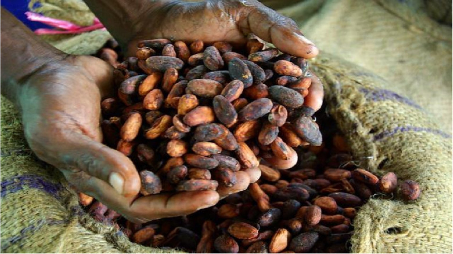 Cacao : les petites entreprises ivoiriennes sous pression des règles de l'UE 