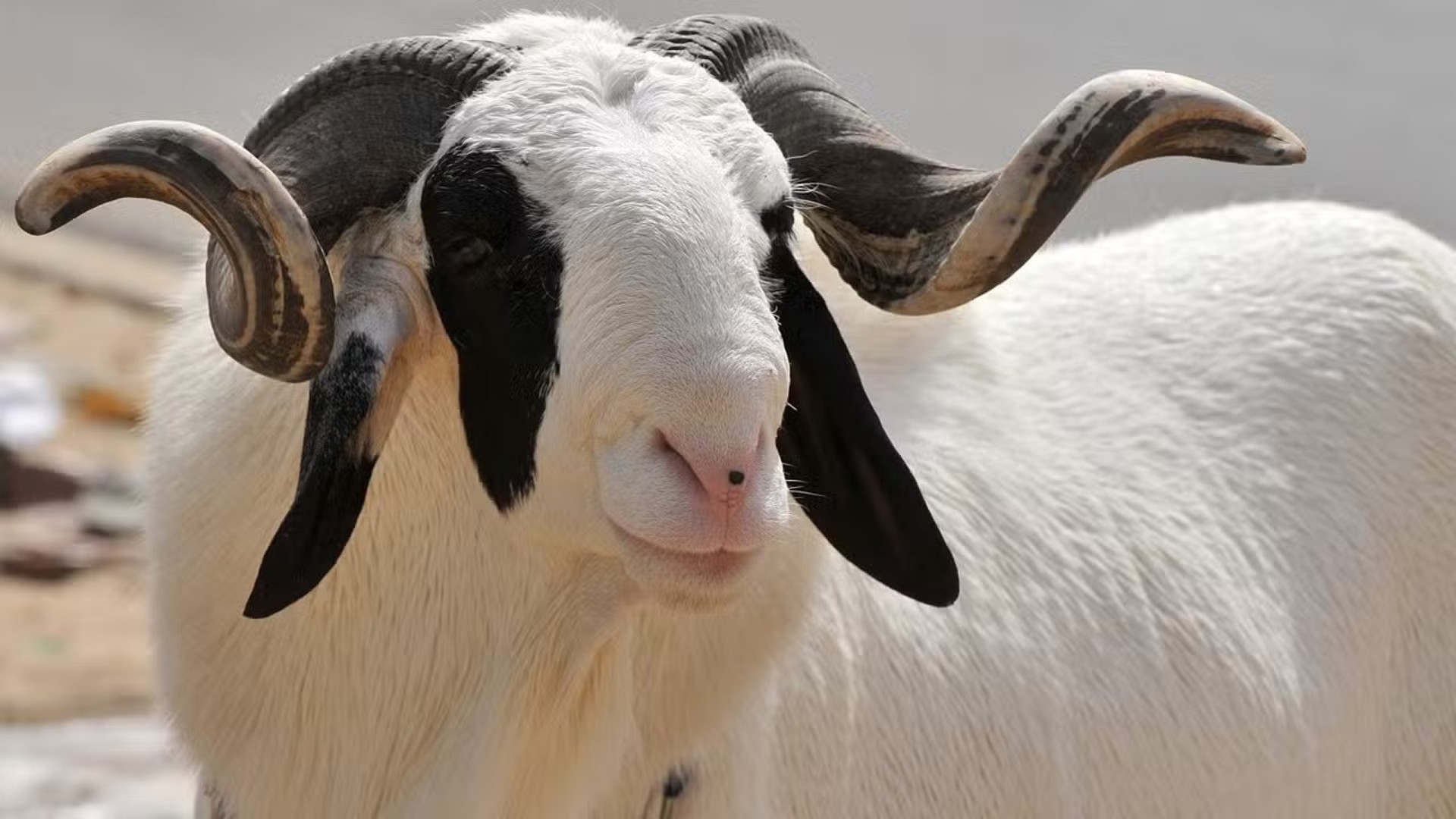 Moutons de Tabaski : le Mali et le Sénégal mobilisés ensemble 