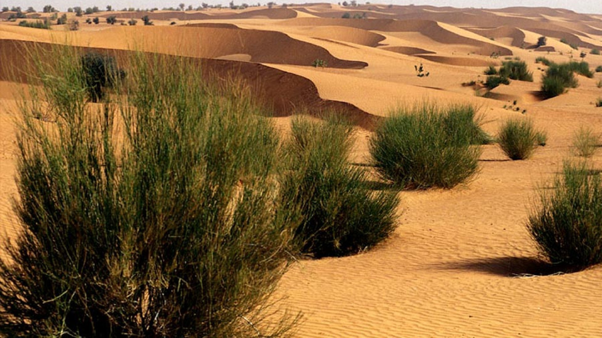 Reboisement : le Sénégal envisage une “transformation structurelle”