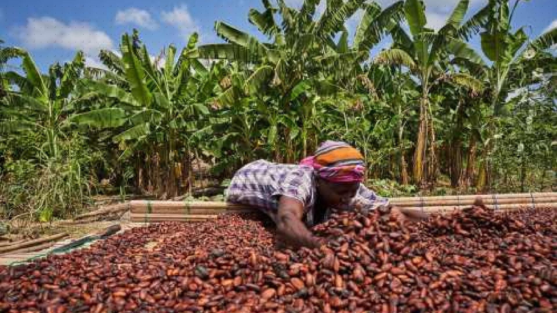 Cacao : 200.000 hectares en plus visés par le gouvernement ghanéen
