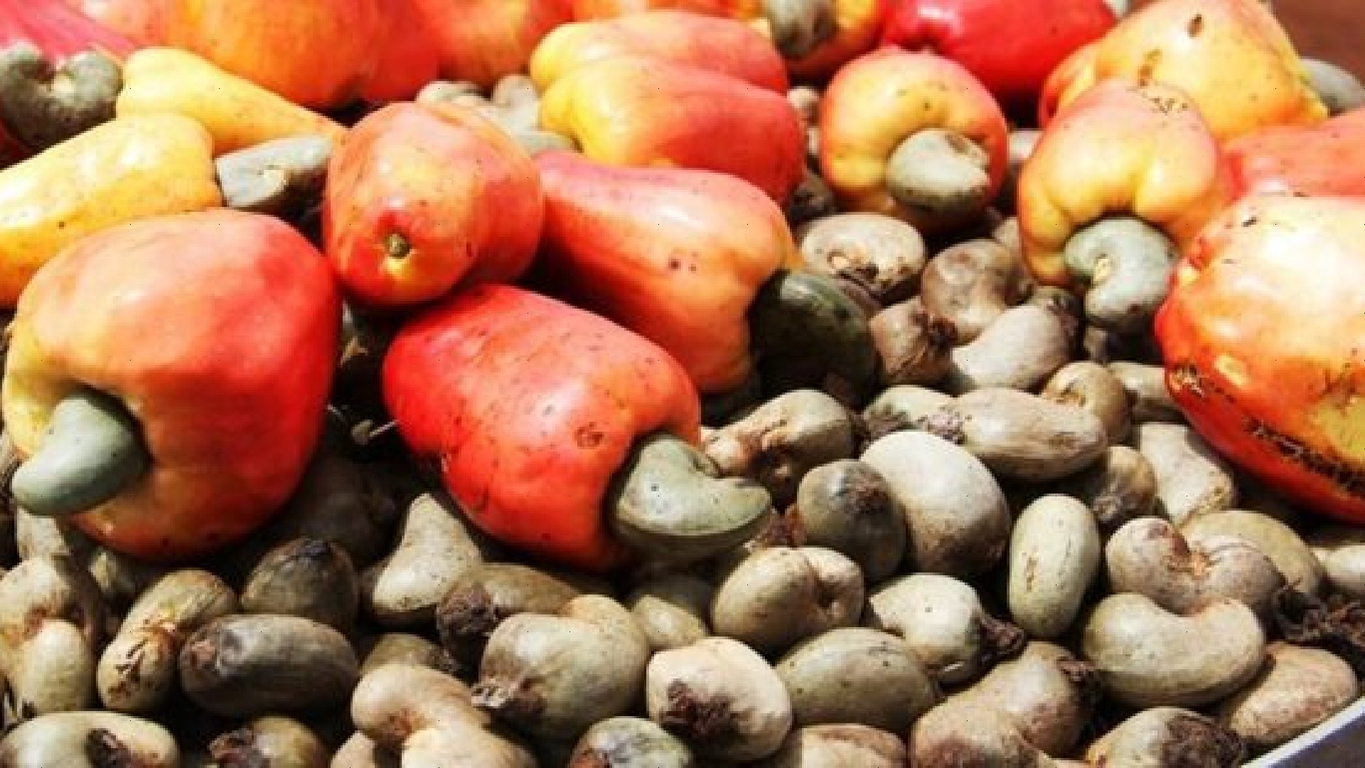 Anacarde : l'impressionnante création de valeur que le Bénin a réussie