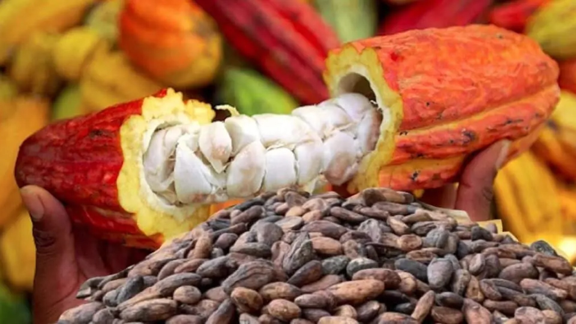 Cacao : une culture millénaire et de nouveaux défis