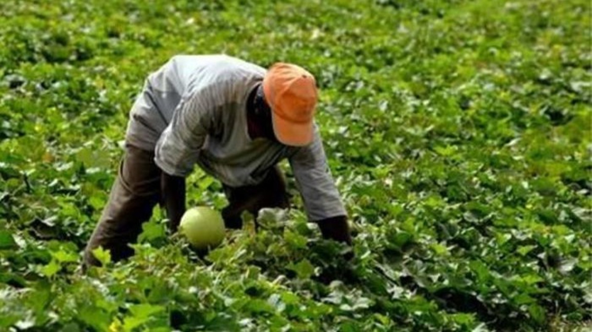 Maroc : des migrants pour combler le déficit de main d’oeuvre agricole