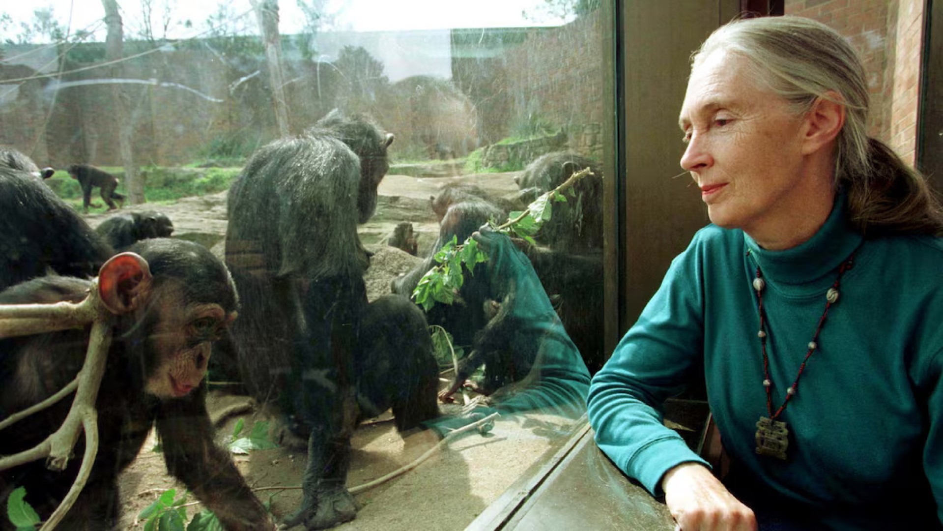 Disparition de Jane Goodall, experte en primates et défenseure de la faune