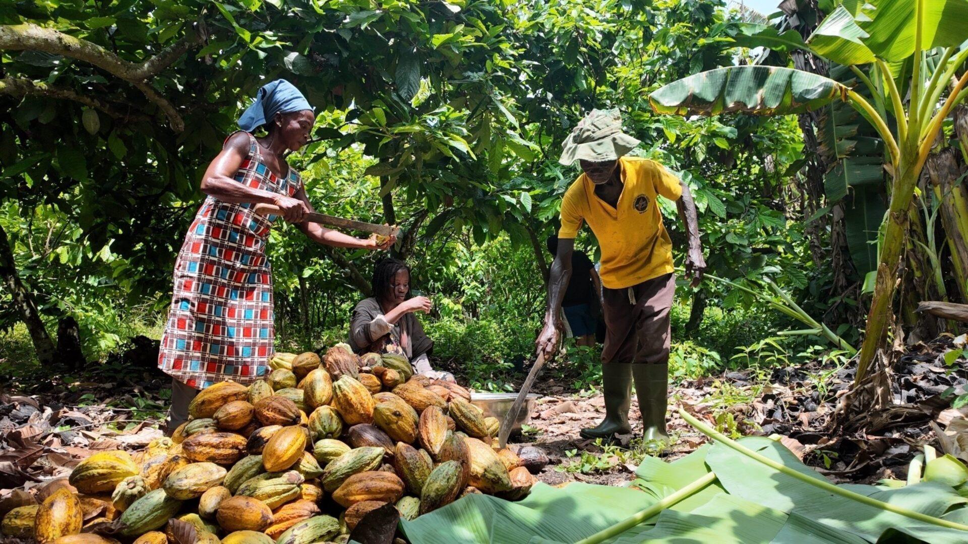 Foncier agricole : les producteurs de cacao ghanéens montent au front