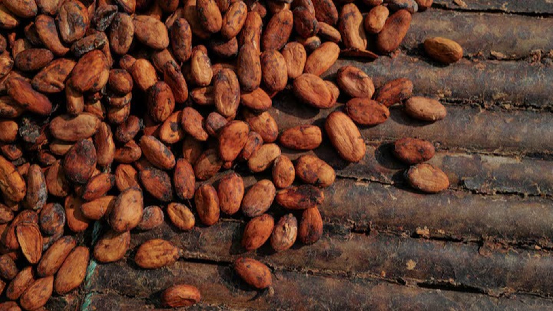Cacao : menace de baisse de production du Ghana la saison prochaine