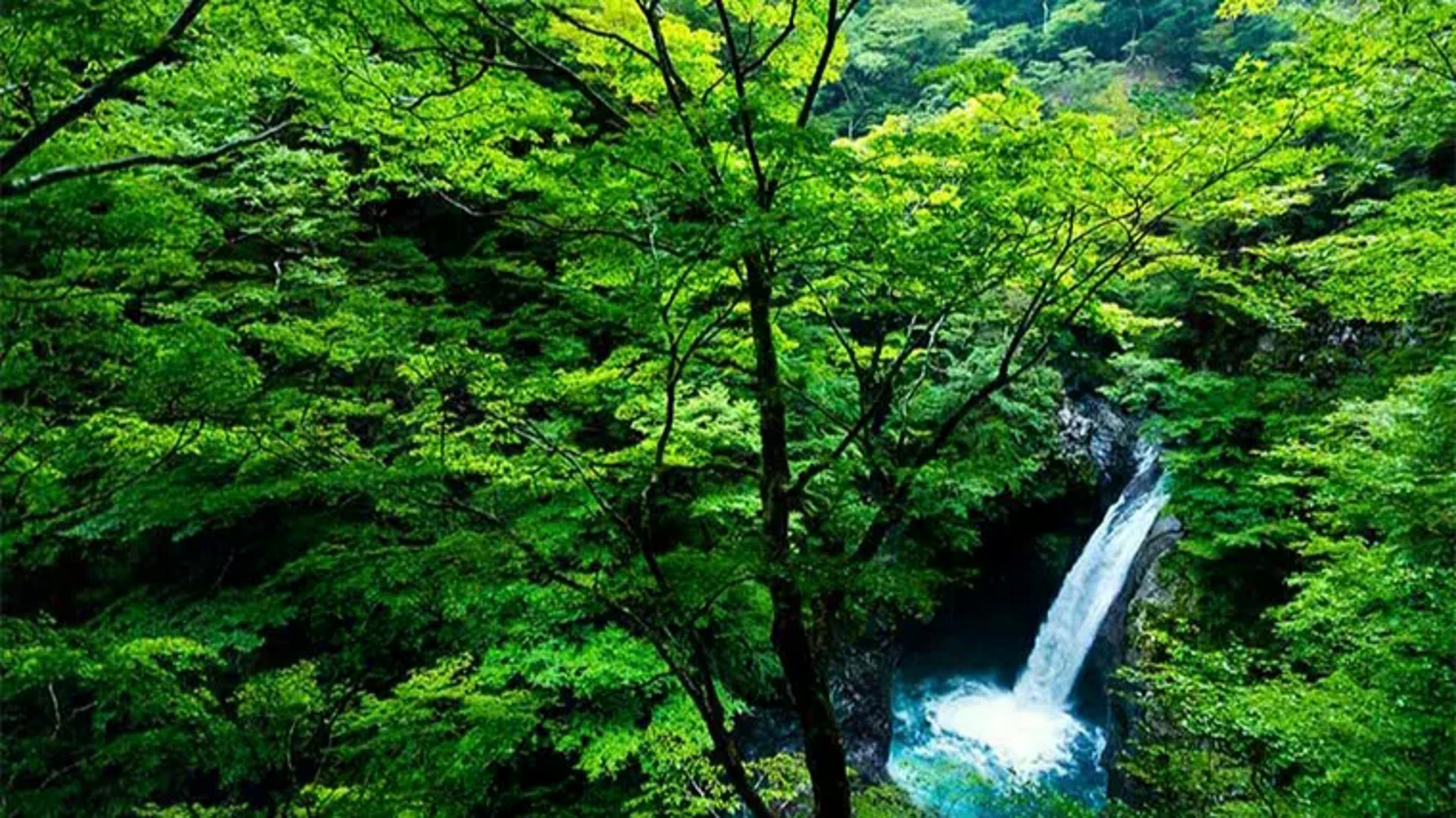 Togo : le gouvernement prend le dossier des forêts à bras-le-corps 