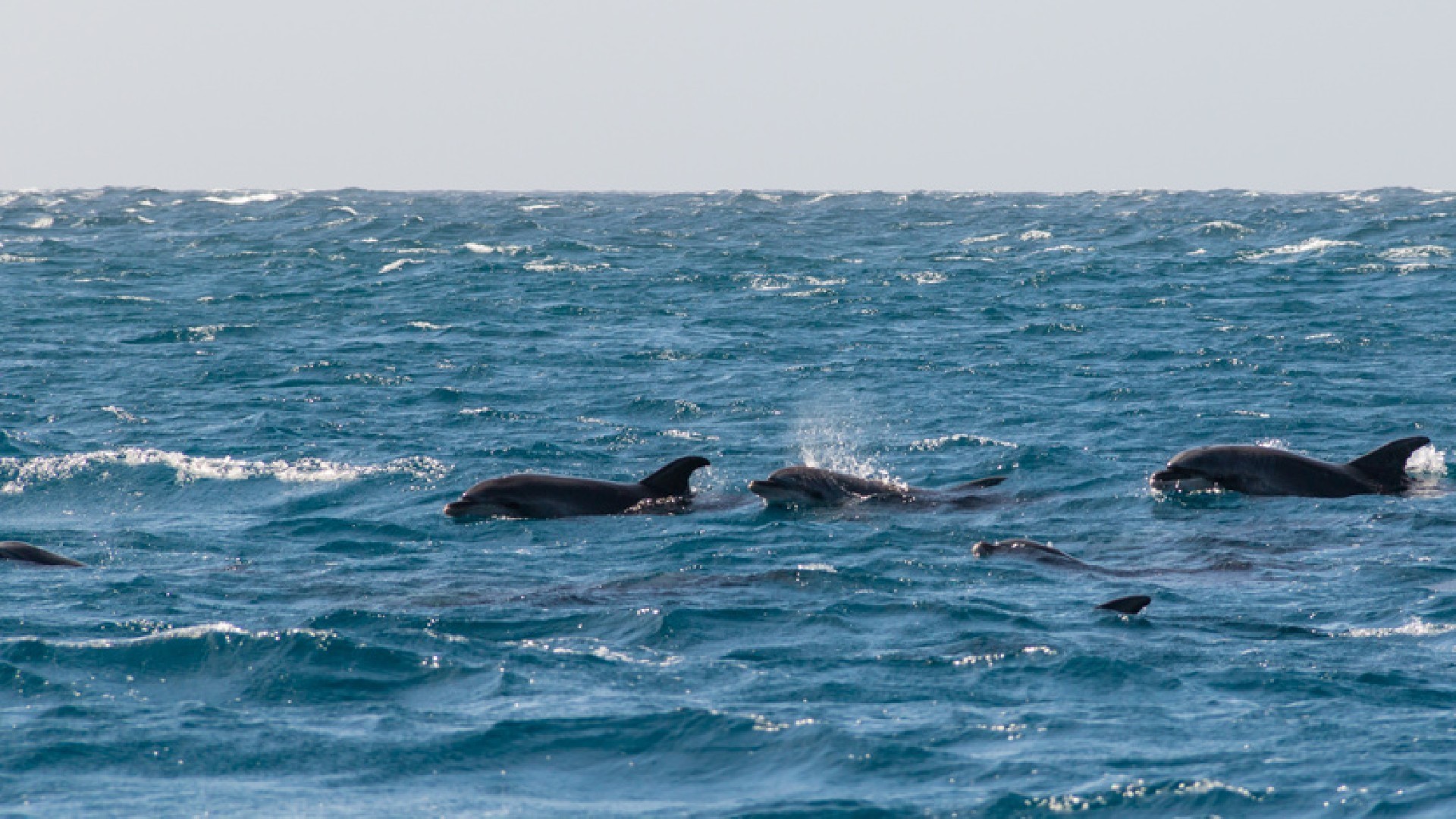 Océans d’Afrique de l’Ouest : Cabo Verde et UE jouent la carte de la préservation